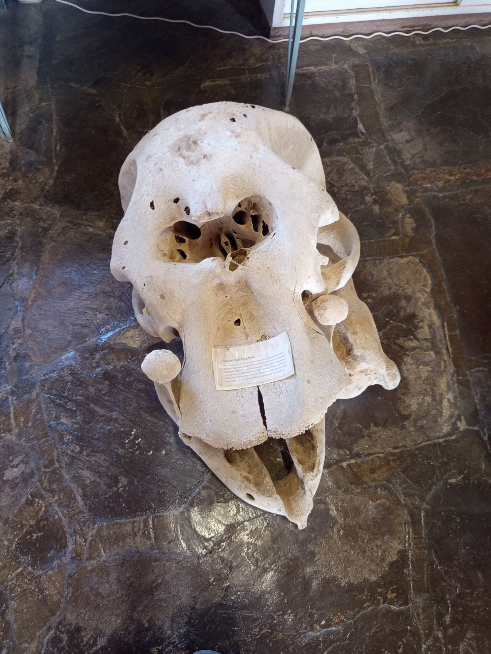 Elephant skull in Keetmanshoop Museum
