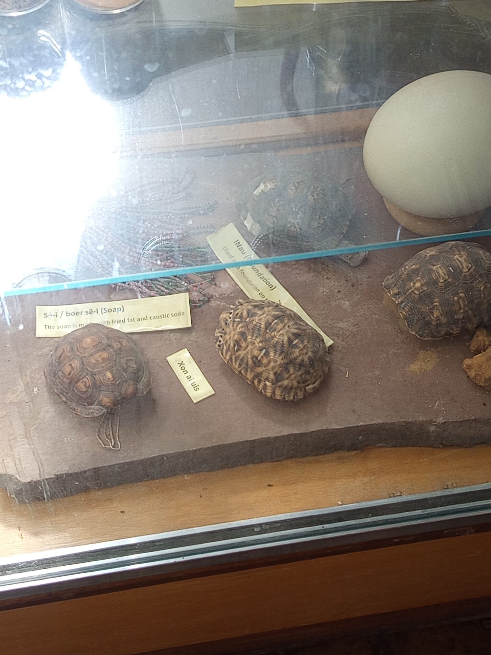 Real turtle shells that served as containers for homemade soap