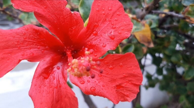 Sobo in Nigeria und Karkade in Ägypten – Hibiskusgetränke zwischen Kultur, Gesundheit und persönlicher Reise